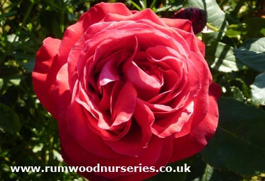 Alec's Red - Hybrid Tea - Bare Rooted