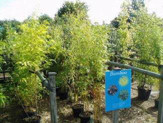 Bamboos