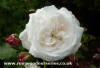 Boule de Neige