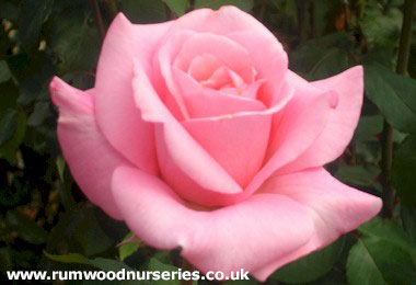 Congratulations - Hybrid Tea - Bare Rooted