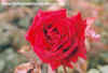 Roses - C