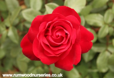 Duchess of Devonshire - Nostalgic Rose - Potted