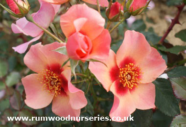 For Your Eyes Only - Floribunda - Bare Rooted