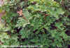 Acer Campestre (Field Maple)