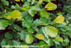 Almelanchier Canadensis (Snow Mespilus)