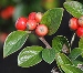 All Hedging