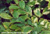 Carpinus Betulus (Hornbeam)
