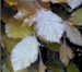 Hedging Catalogue