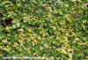 Fagus Sylvatica (Common Beech)