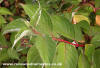 Cornus Sanguinea (Dogwood)