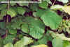 Corylus Avellana (Hazel Nut Plant)