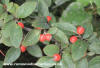 Cotoneaster Franchettii