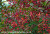 Euonymus Europeus (Spindle Bush)