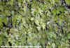 Crataeagus Monogyna (Hawthorn)