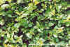 Ligustrum Vulgare (Wild Privet)