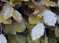 Planting a Hedge