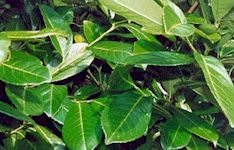 Why plant a Hedge