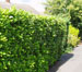 Why plant a Hedge