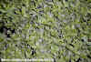 Ligustrum Ovalifolium (Oval Leaf Privet)