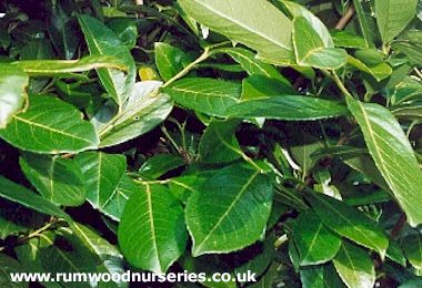Laurel (Prunus Laurocerasus 'Rotundifolia')  