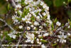 Prunus Spinosa (Blackthorn)