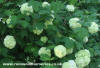 Viburnum Opulus (Guelder Rose)