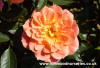 Mandarin