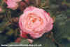 Mme Pierre Oger