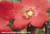 Moyesii Geranium