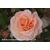 Patricia Potted Rose - Gift Set - view 1