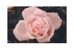 Gardener's World Top Gardener's Roses
