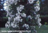 Paul's Himalayan Musk