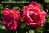 Paul's Scarlet