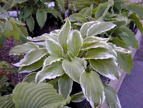 Hardy Perennials