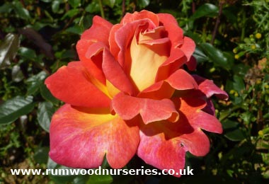 Piccadilly - Hybrid Tea - Potted