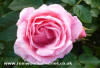 Pretty Polly