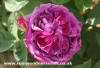 Reines des Violettes