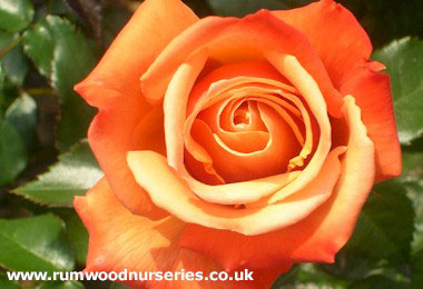 Remember Me - Hybrid Tea - Bare Rooted