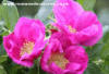 Rosa Rugosa