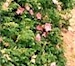 Hedging Roses