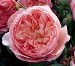 All Roses
