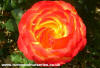 Roses - T