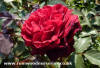 Velvet Fragrance