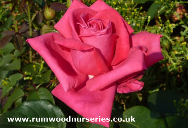 Wendy Cussons - Hybrid Tea - Bare Rooted
