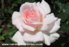 Whiter Shade of Pale