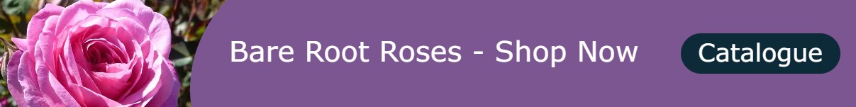Pre-Order Bare Root Roses