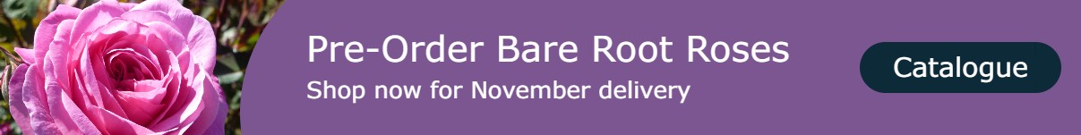 Pre-Order Bare Root Roses
 - Pre-Order