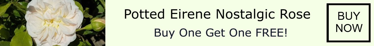 Eirene - Buy One Get One Free