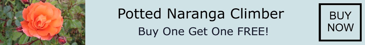 Potted Naranga Offer