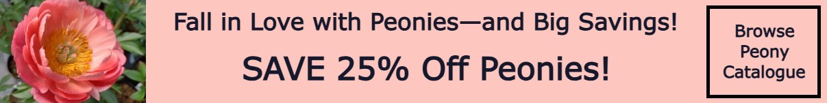 Peony Offer
